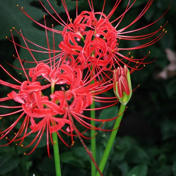 Home Garden Accents Red Spider Lily Bulbs Poshmark